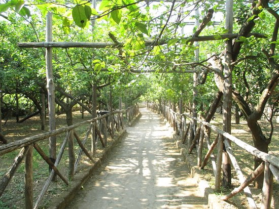 Lemon Garden Sorrento