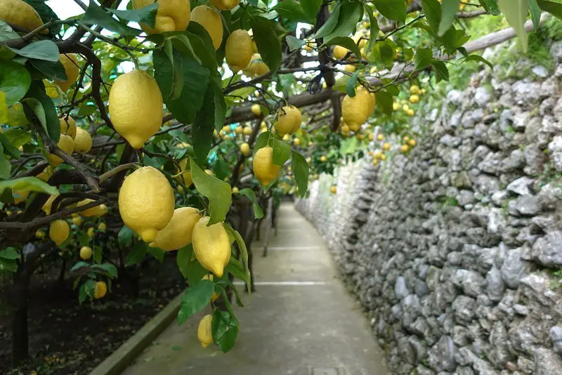 Lemon path in Maiori
