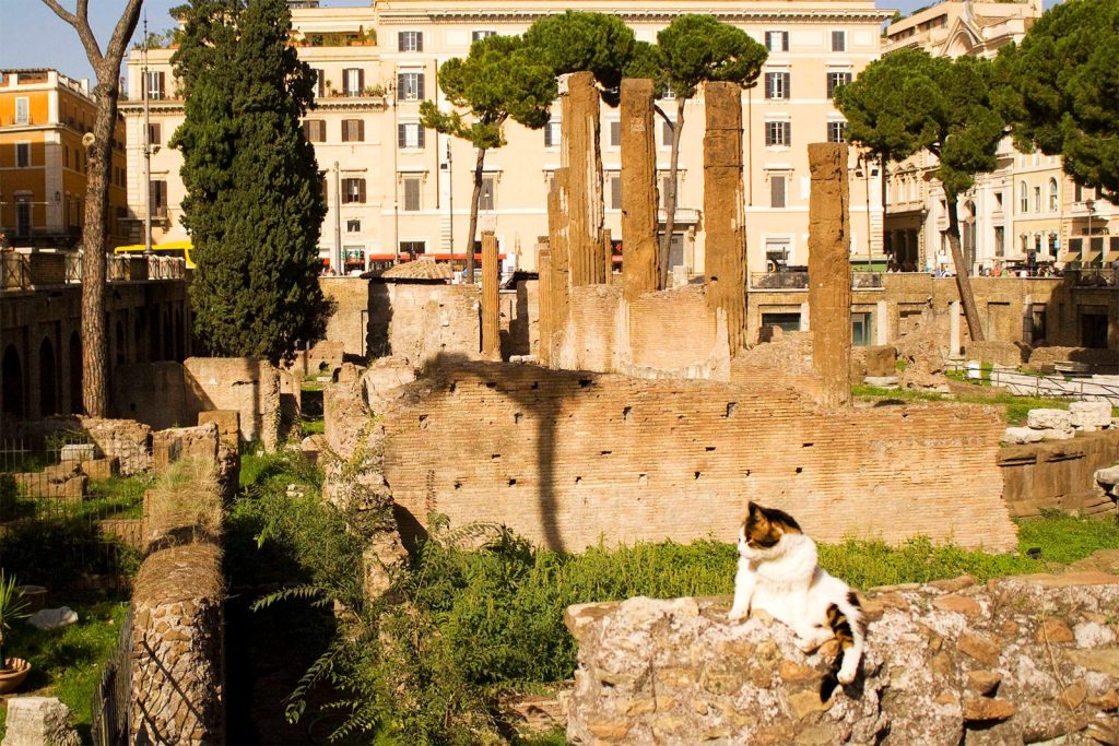 Largo di Torre Argentina cat