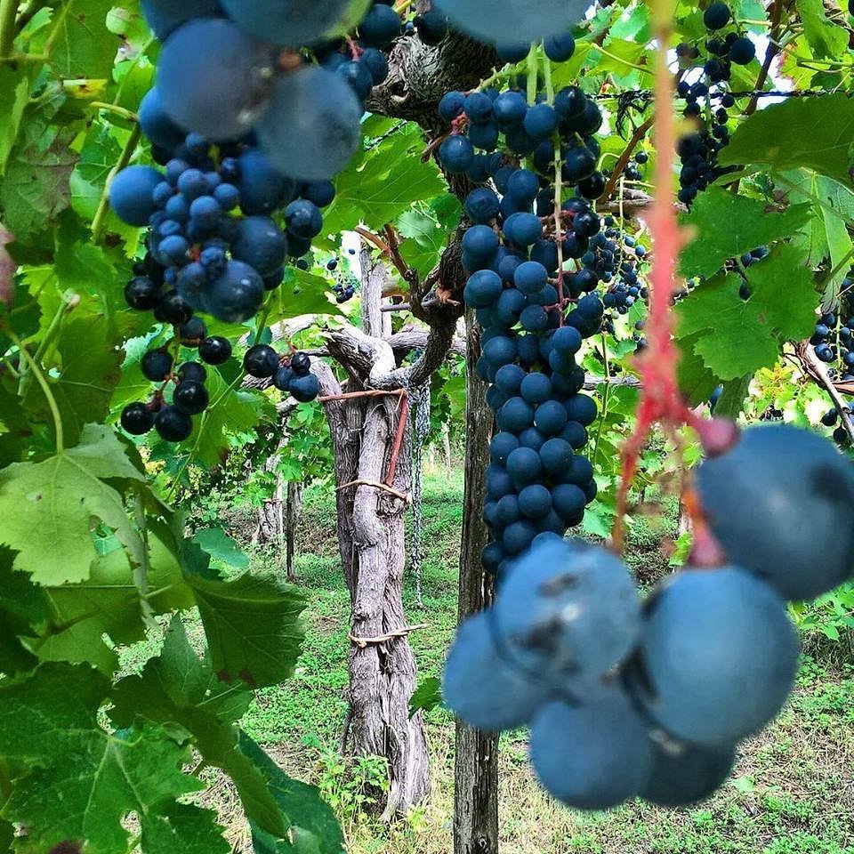 Tagliafierro winery on Amalfi Coast